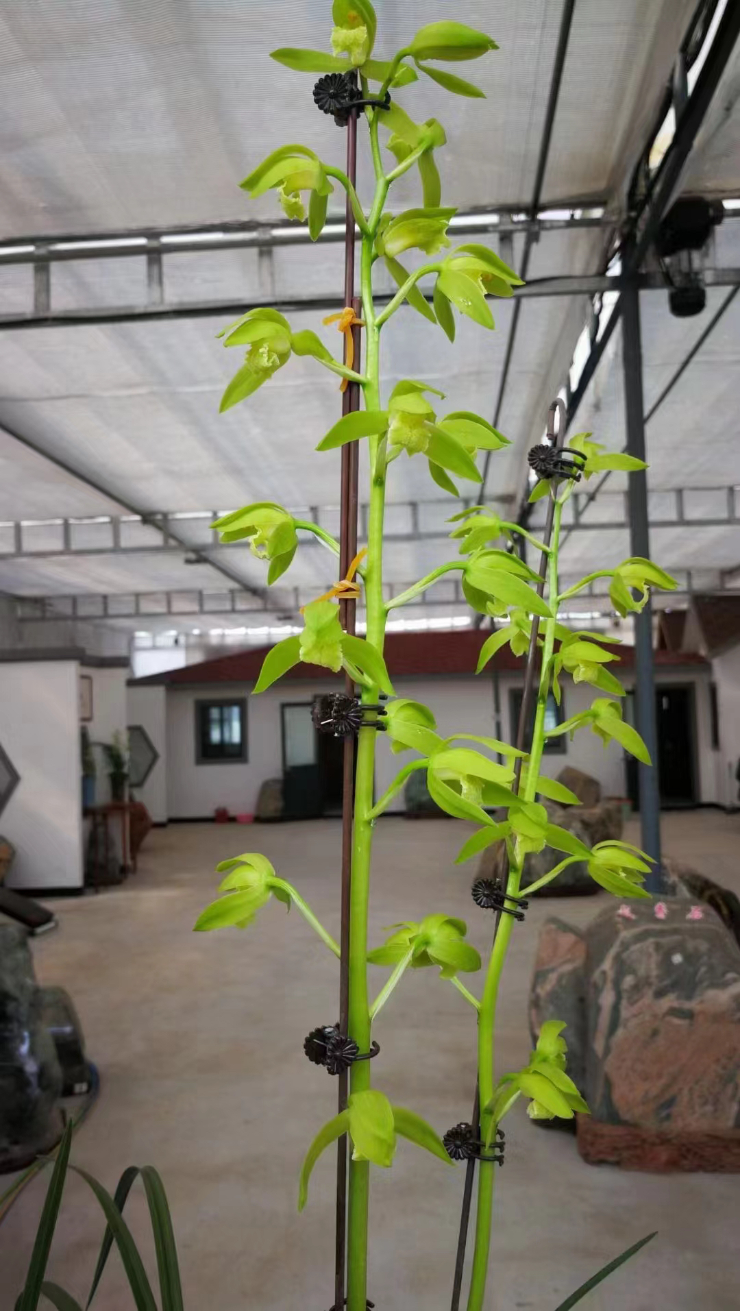 兰花一物一拍看清标题3号链接