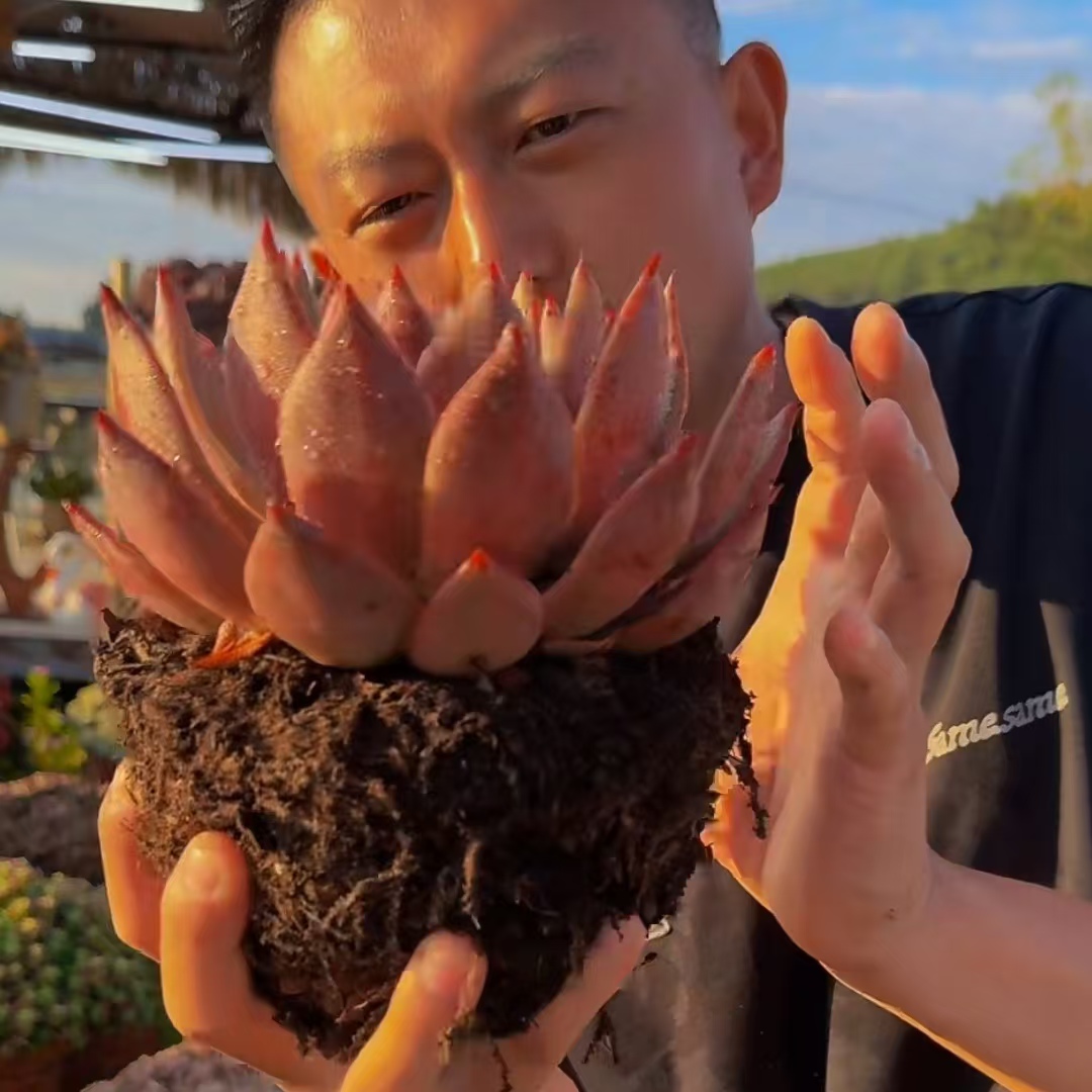 零花钱多肉 阿姆斯壮 19.8元 多肉植物  新人好养  主播推荐 简单