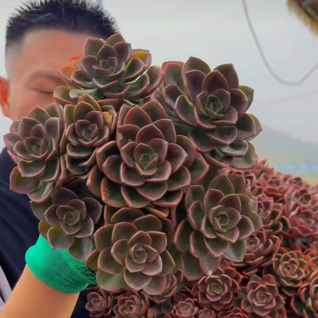 勿动勿动勿动零花钱多肉 巧克力方砖组合   9.9元 多肉植物