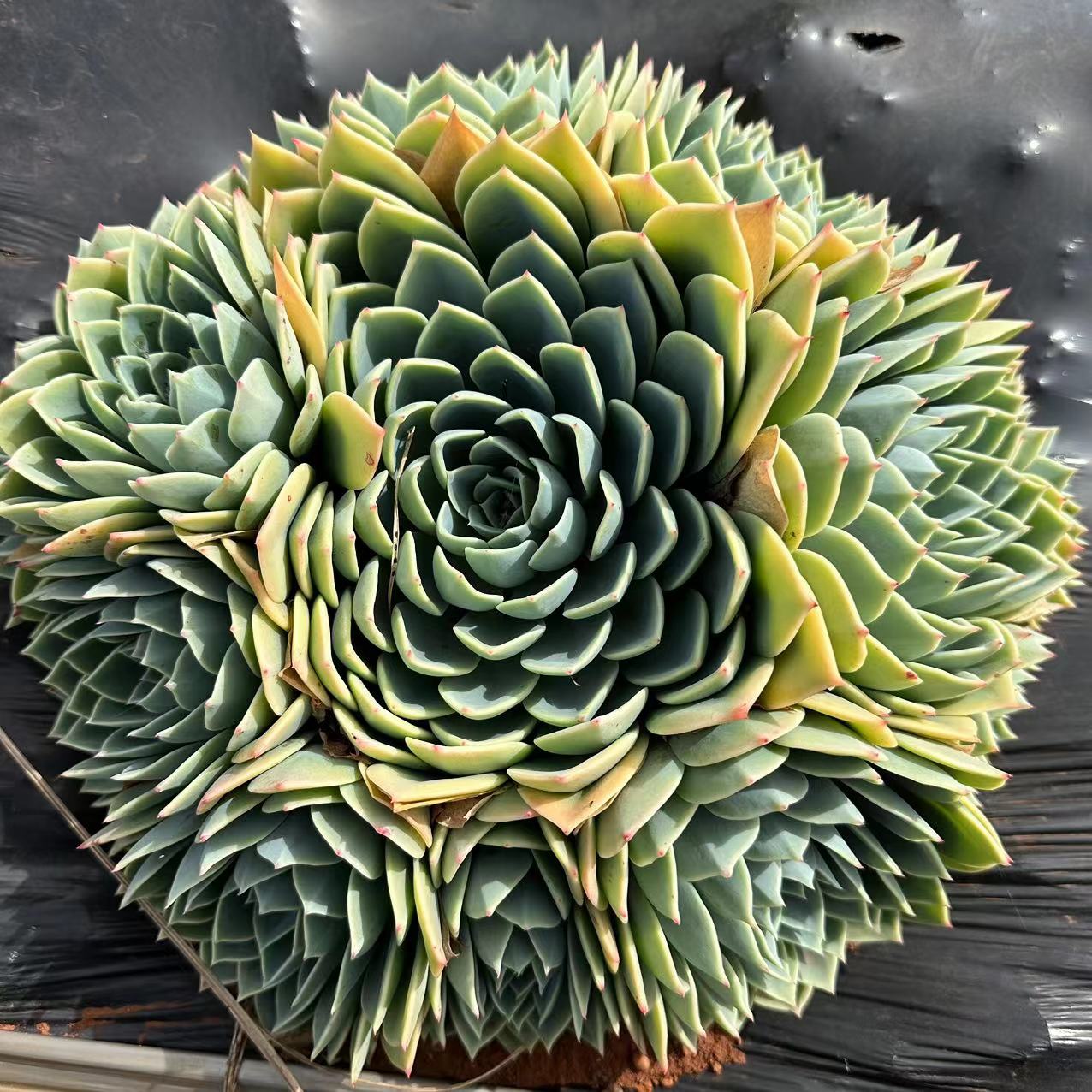 地栽三色堇   25cm  19.8元   多肉植物