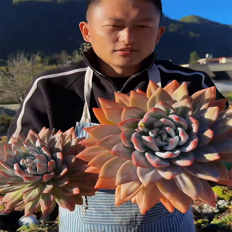 零花钱多肉    精品盆栽星星雪       多肉植物
