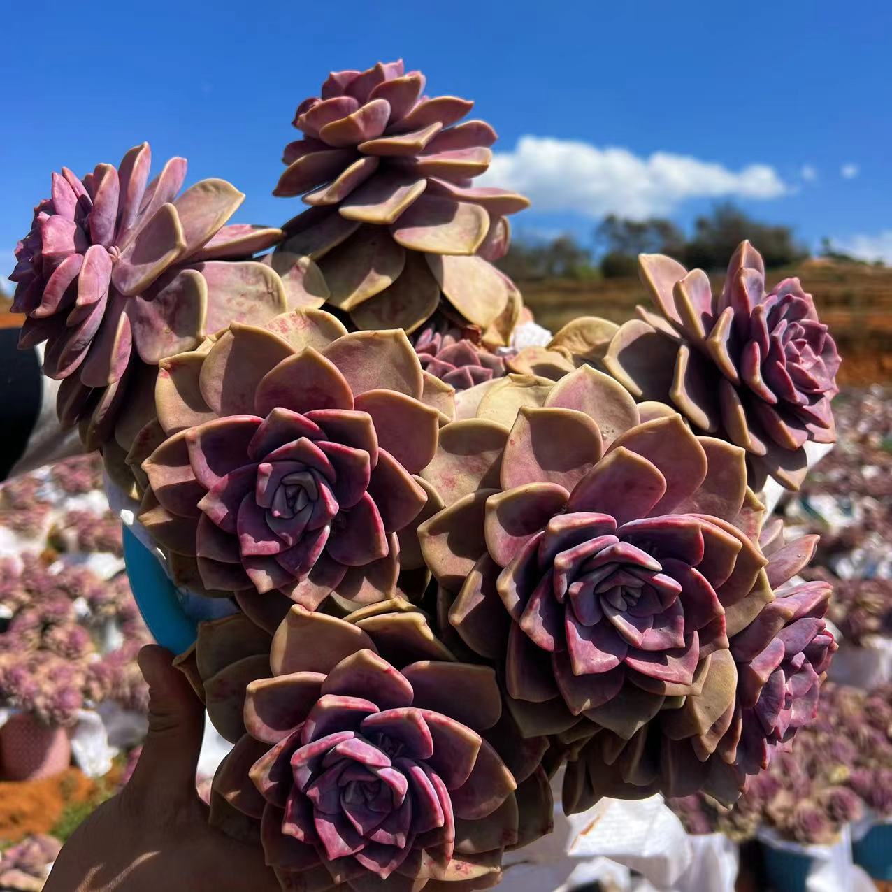 地栽紫乐福利款   25-28cm  19.8元   菜地家   多肉植物