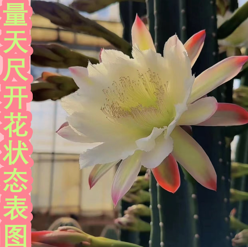 量天尺   高70-80cm    仙人掌科  