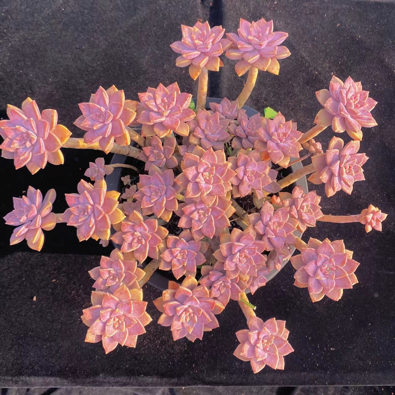 零花钱多肉  地栽阿伦培    多肉植物   飘枝 美观