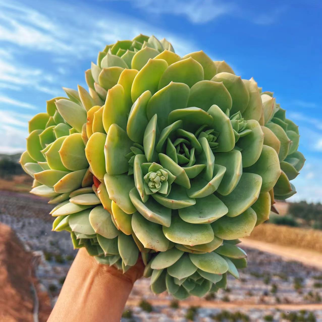 地栽恋曲 新地块  20-22cm 19.8元    多肉植物