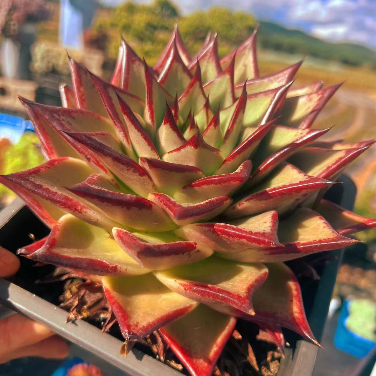 红磨砂乌木    29.8元   多肉植物