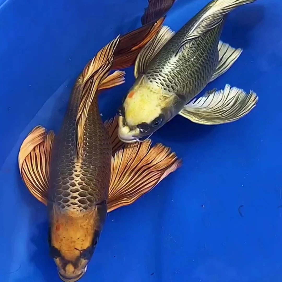 精品熊猫古黄金蝴蝶鲤观赏鱼纯种普身 短身