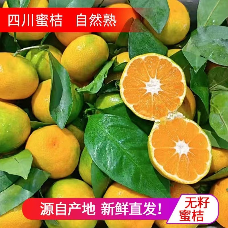 现摘无籽蜜桔薄皮新鲜青皮橘子蜜橘当季水果整箱