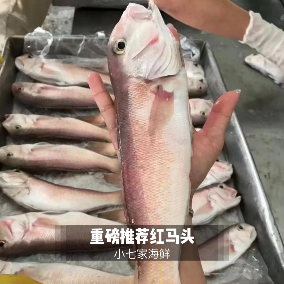 大规格【马头鱼】蒜瓣肉 甘鲷鱼 汕尾港发货 不鲜包赔