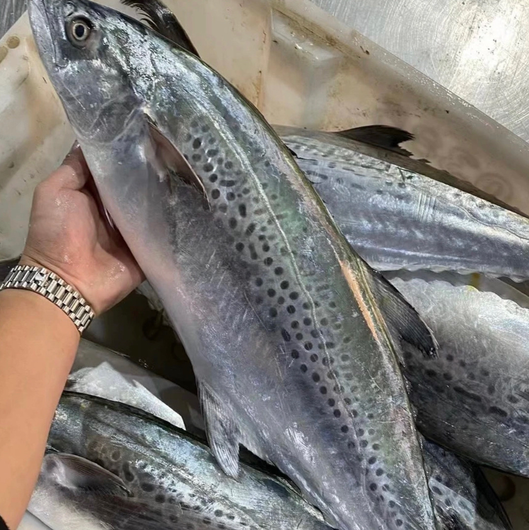 正宗【白腹马胶鱼】嫩鲜甜 所有马胶鱼中的天花板品种