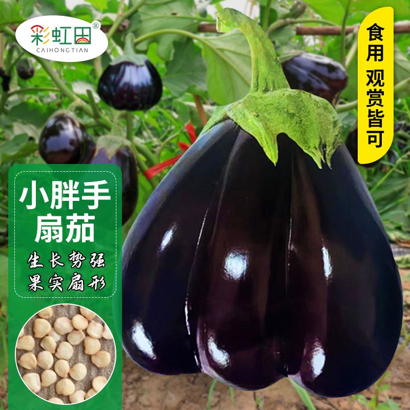 小胖手扇茄种子紫色面包茄子种籽春秋四季阳台盆栽农家菜园蔬菜孑
