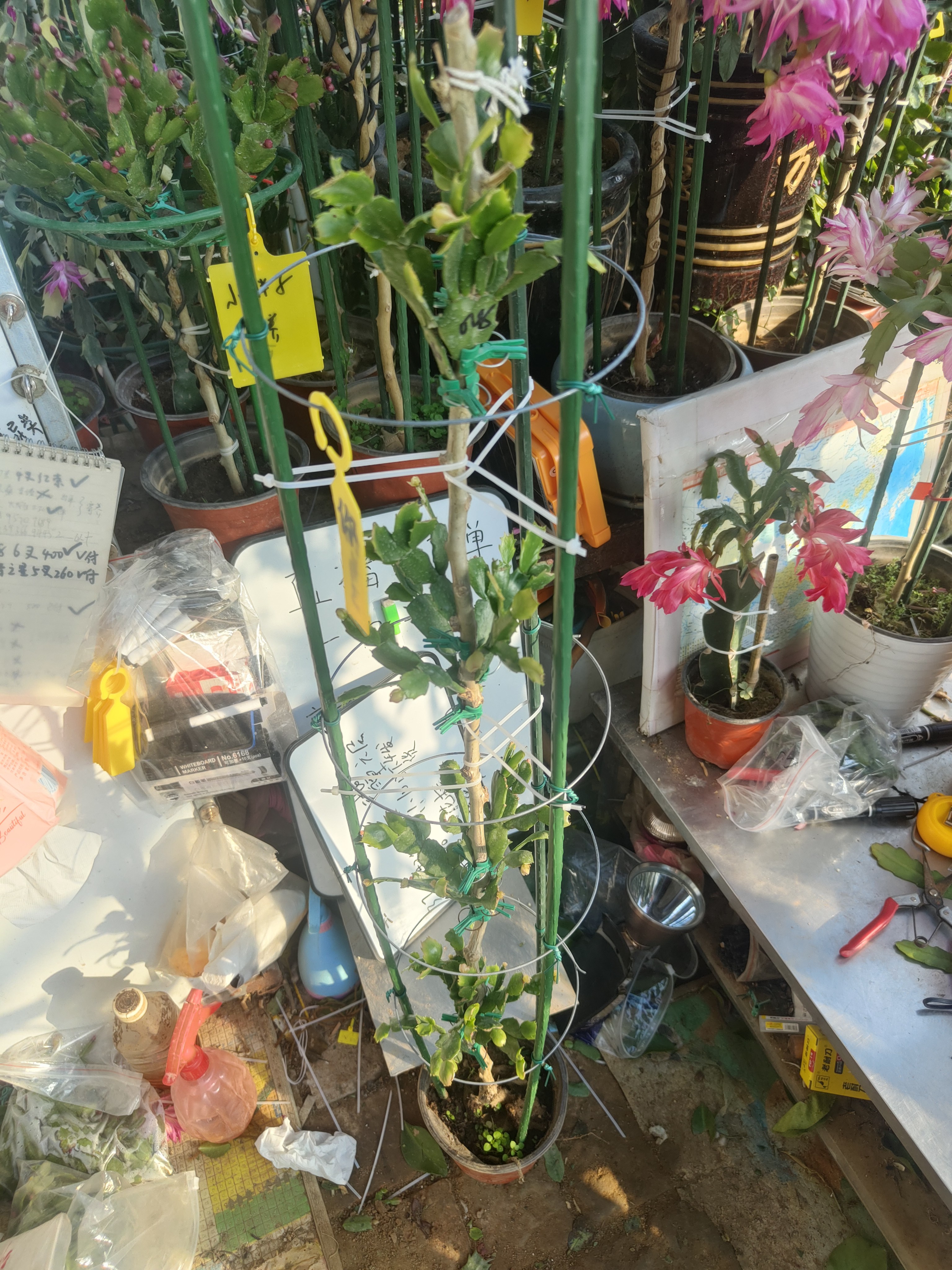 叶仙嫁接蟹爪兰028/4层