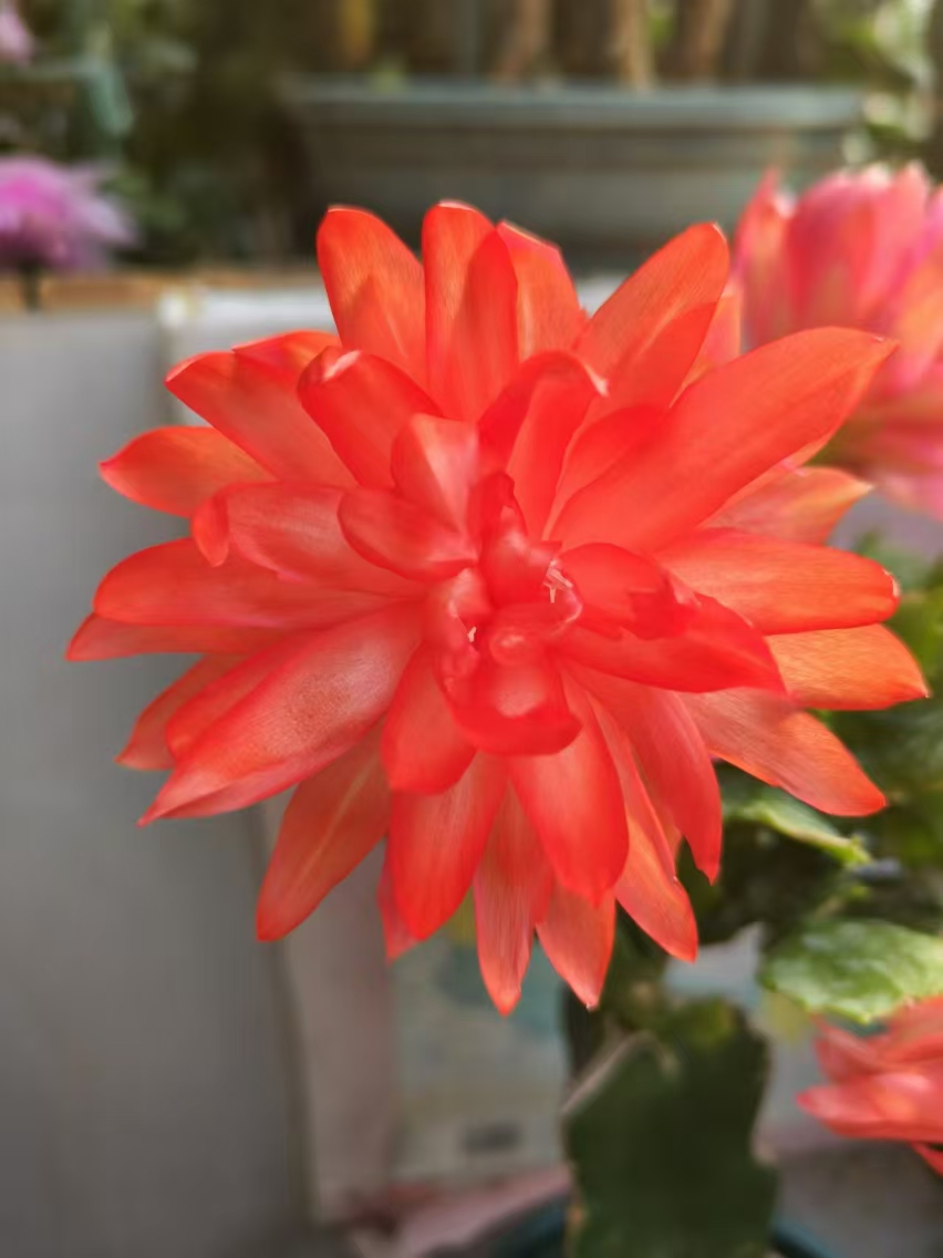 叶仙嫁接蟹爪兰直播间专用链接028/5层