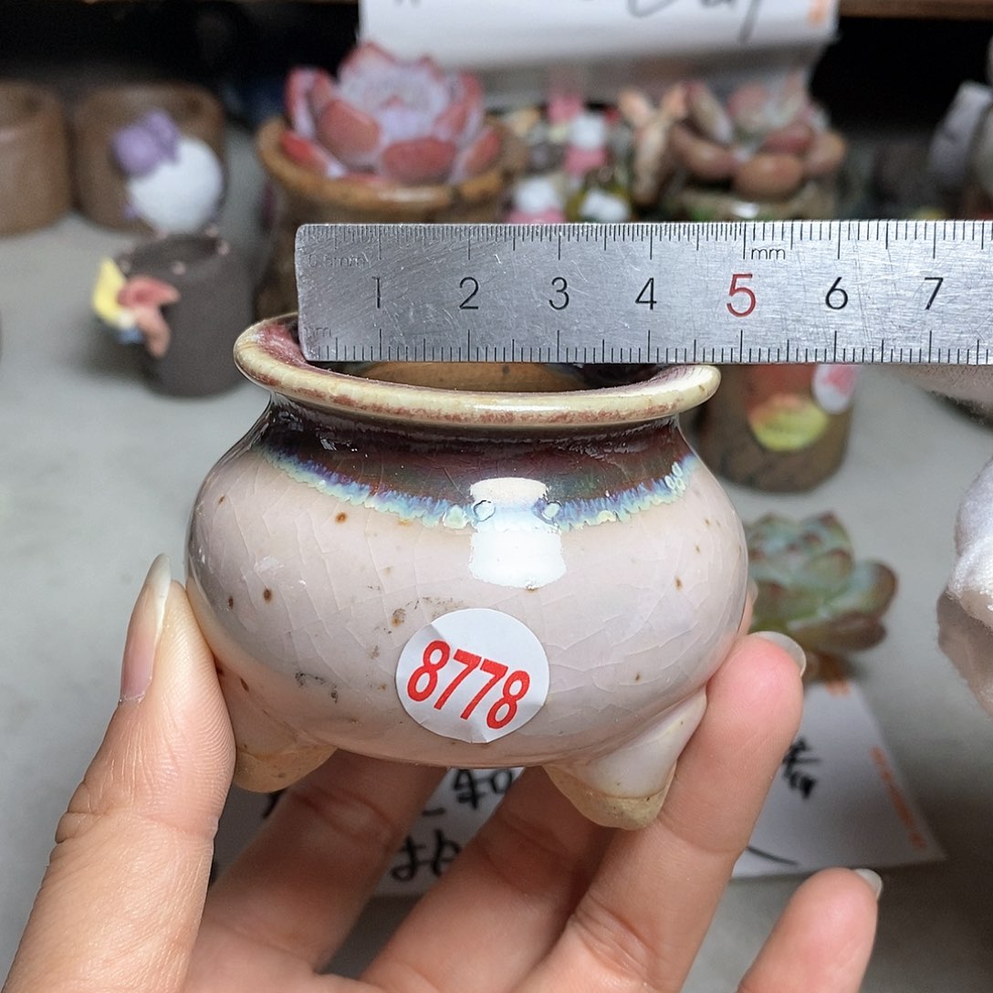 红陶拍五个送一个