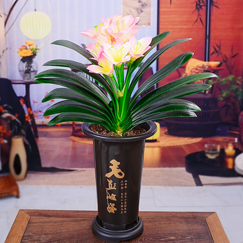 【精品粉美人 】君子兰带盆带土发货室内易活绿植花卉四季常青好养