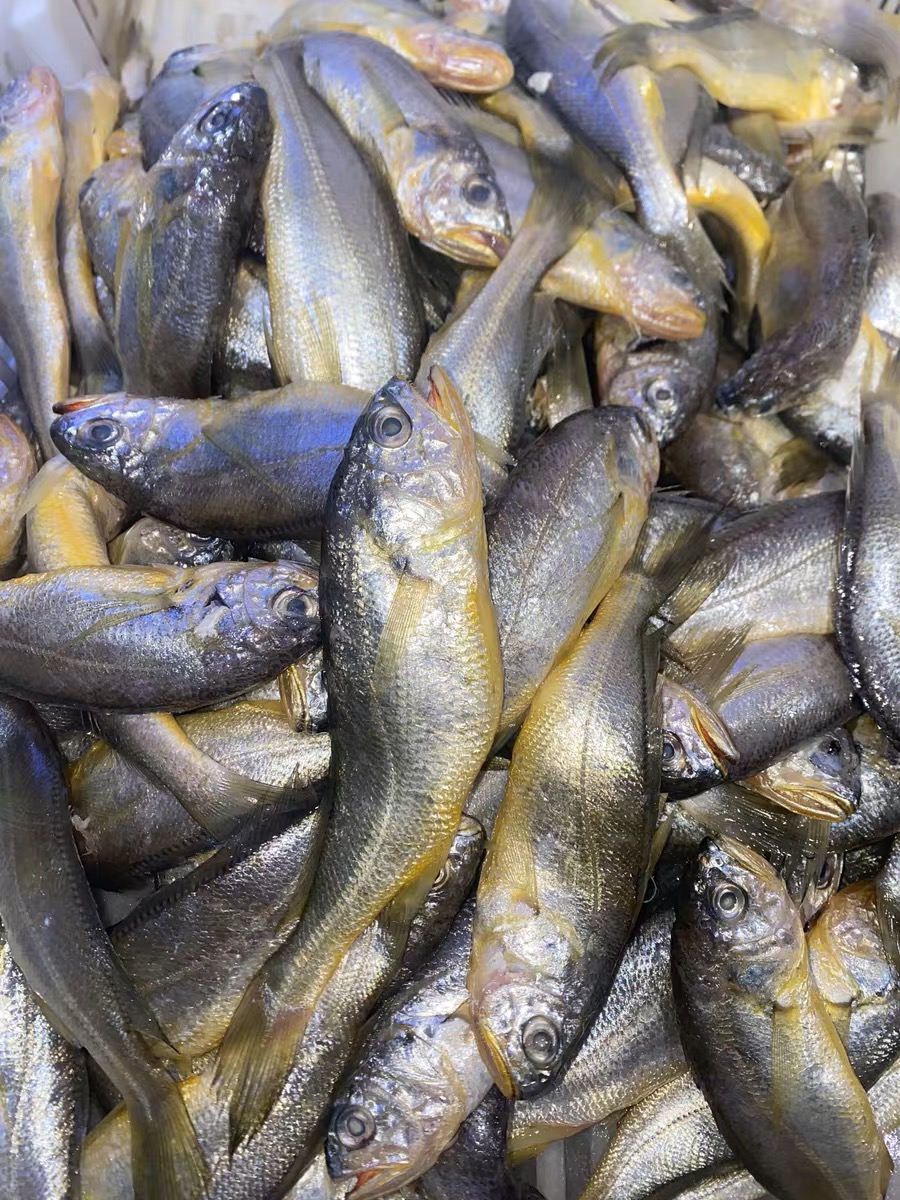 新鲜野生黄花鱼（真空挤压破肚正常现象 介意勿拍）