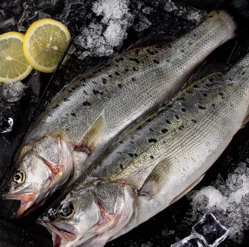 野生海鲈鱼 现称现拍专属链接 