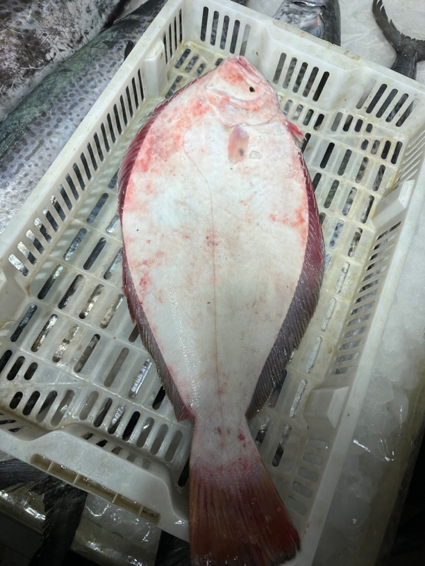 比目鱼压片鱼现称现拍专属链接 no退（左口、比目鱼）