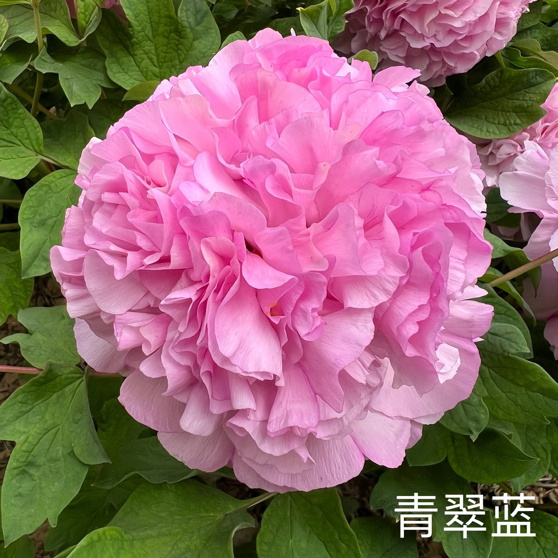 牡丹【青翠蓝】先发肥料 秋季发苗