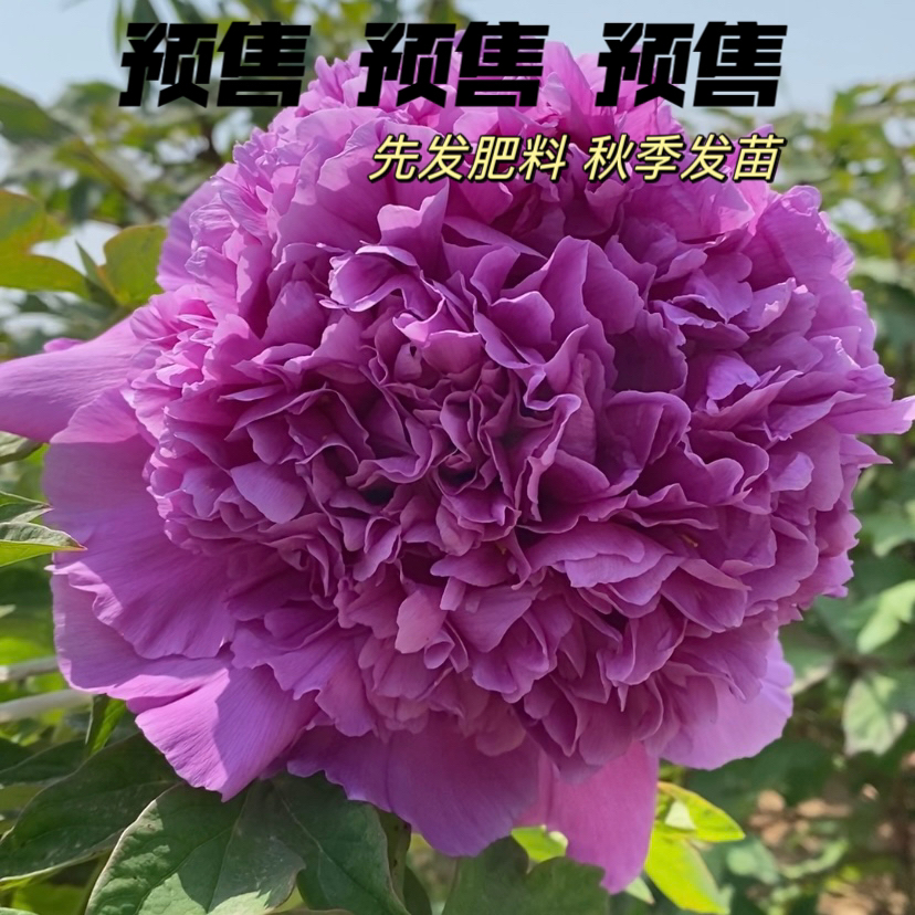 牡丹【大魏紫】先发肥料 秋季发苗