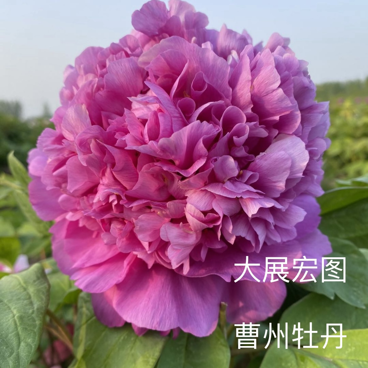 【大展宏图】牡丹 先发肥料 秋季发苗