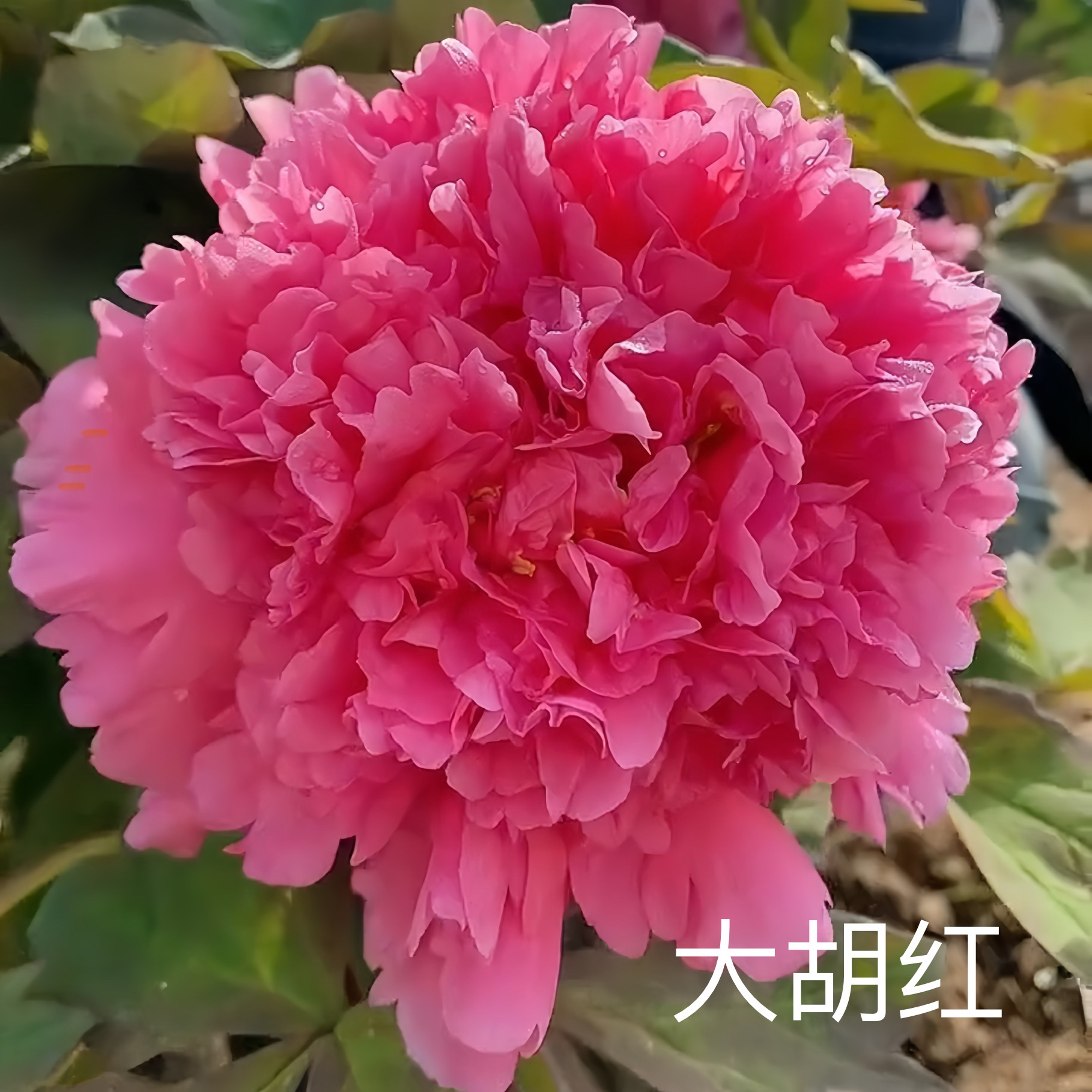 牡丹【胡红】先发肥料 秋季发苗