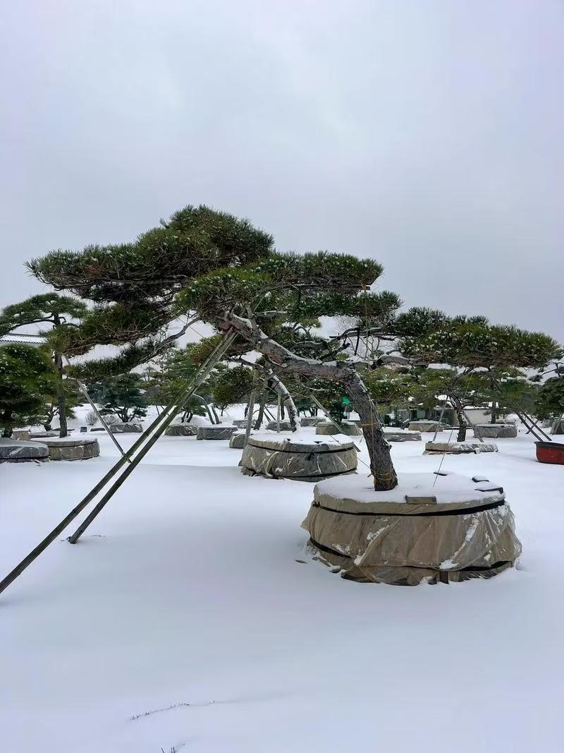 黑松精品过门•迎客•邻水•主景别墅庭院
