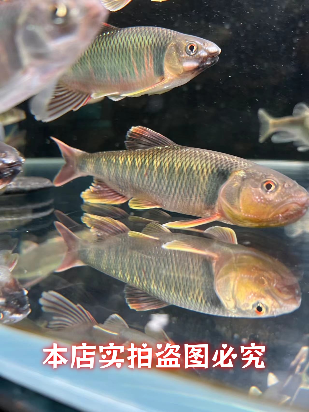 原生溪流巨型马口鱲桃花鱼花杈坑爬宽口宠物活体观赏鱼冷水淡水鱼