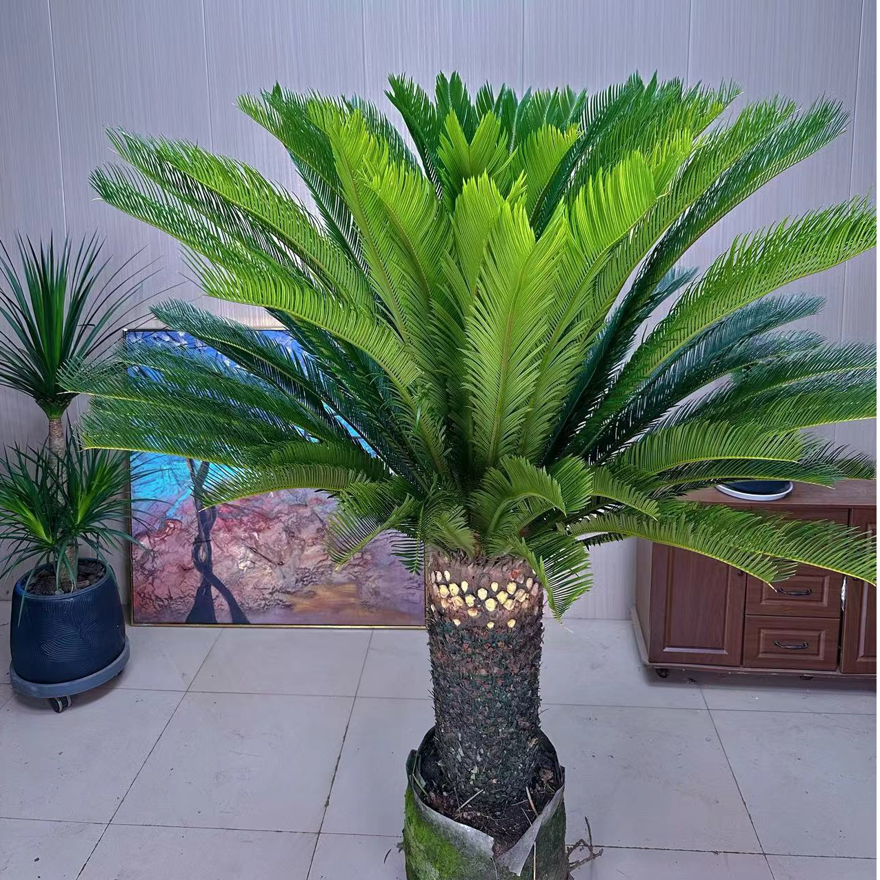 霸王铁广州基地直销适合室外种植大型观赏型鲜活绿植