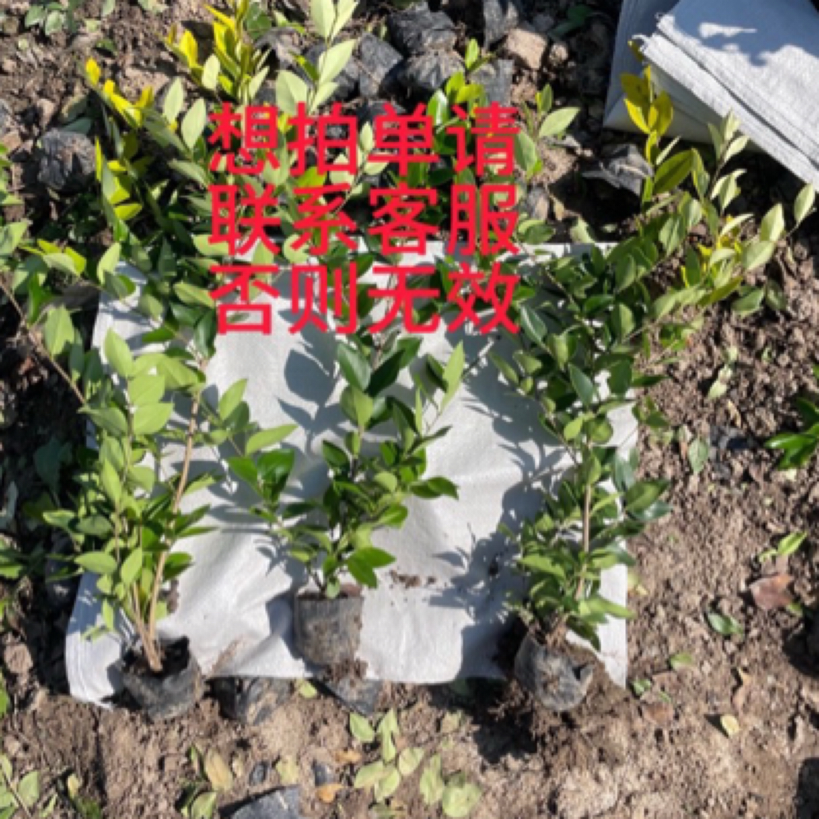 红叶石楠大（小）杯苗