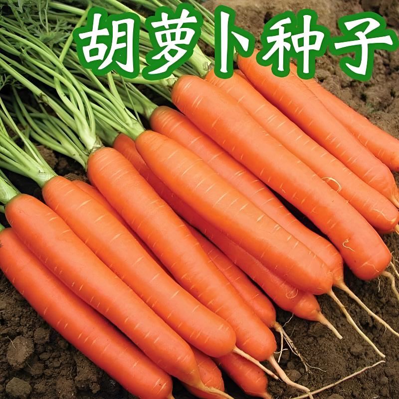 胡萝卜种子籽种水果胡萝卜四季盆栽庭院九寸三冰糖脆红芯易播种