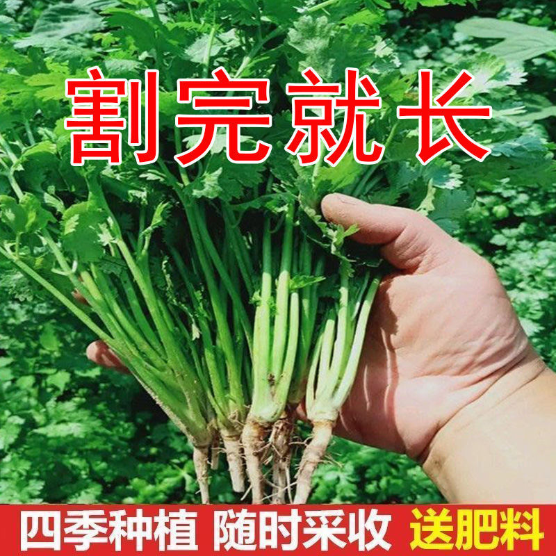 四季香菜种子大叶芫荽易种阳台种菜盆栽种籽香菜菜籽蔬菜种子大全