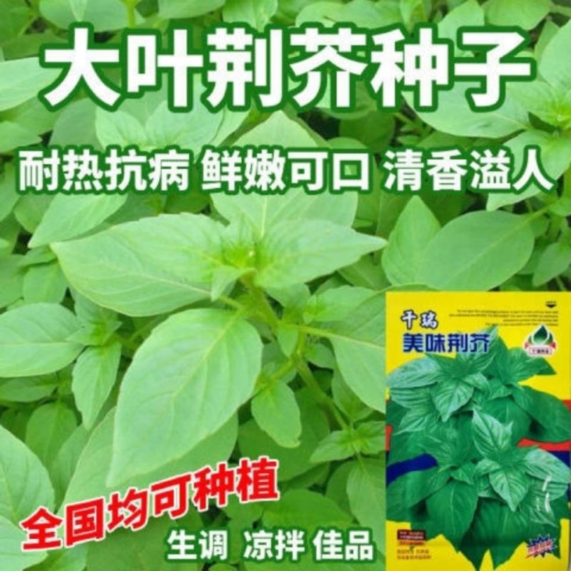 大叶荆芥荆种子河南荆芥种子荆芥菜籽农家田园阳台四季播蔬菜种子