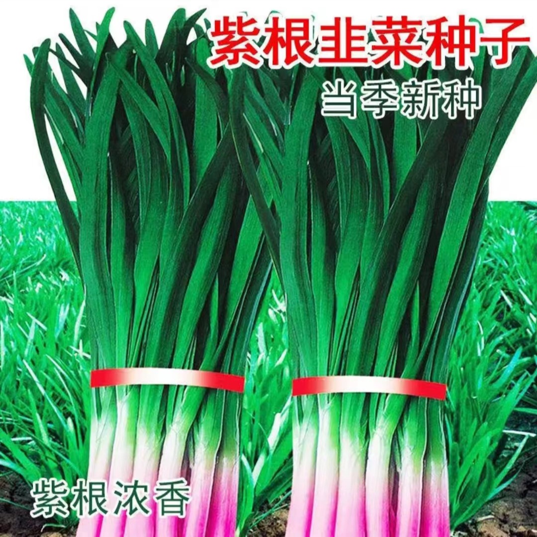 【买3包送1包】韭菜种四季宽叶独根红韭菜地方紫根韭菜籽 香味浓