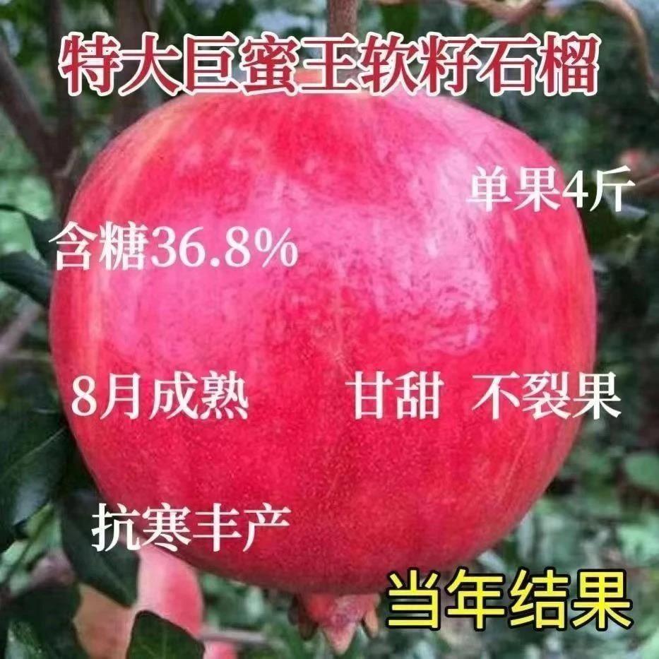 特大果巨蜜王软籽石榴苗正品嫁接无籽石榴苗庭院盆栽苗南北方种植