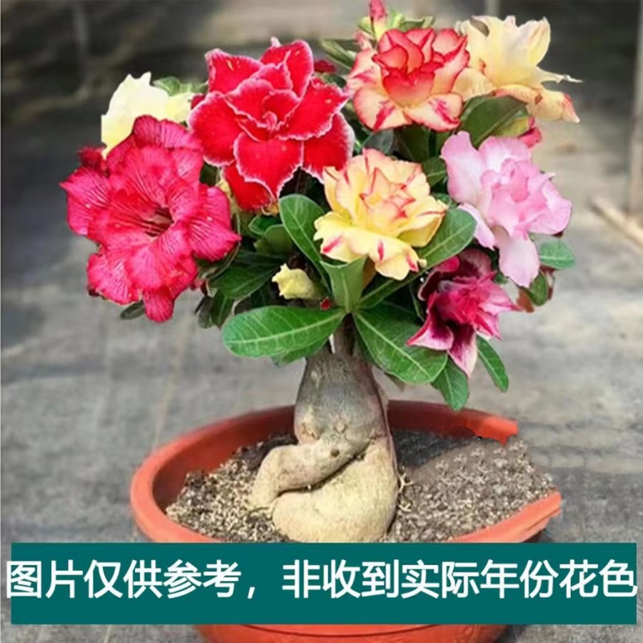 绮绮绿植园艺沙漠玫瑰【一物一拍10】重瓣懒人好养阳台庭院极速发货