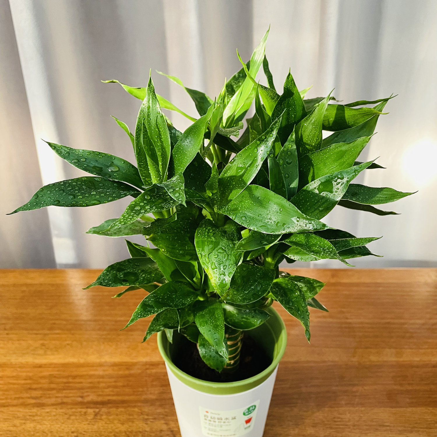 【慰莱专属】 懒人水培盆富贵竹 转运竹绿植招财植物小盆栽节节高