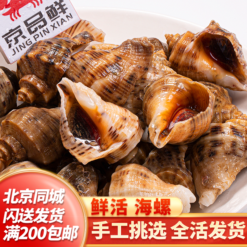 鲜活大海螺 一份500g