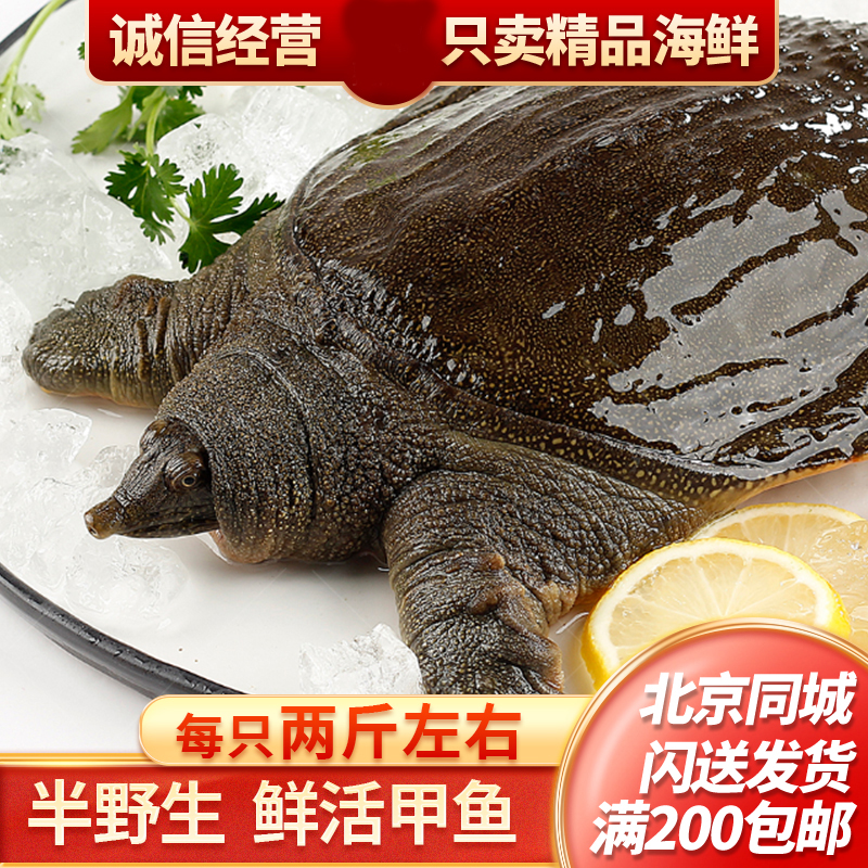 鲜活2斤甲鱼青黄背 