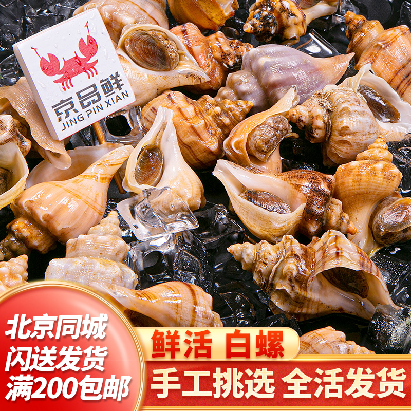 白螺每份500g角螺肉嫩无沙