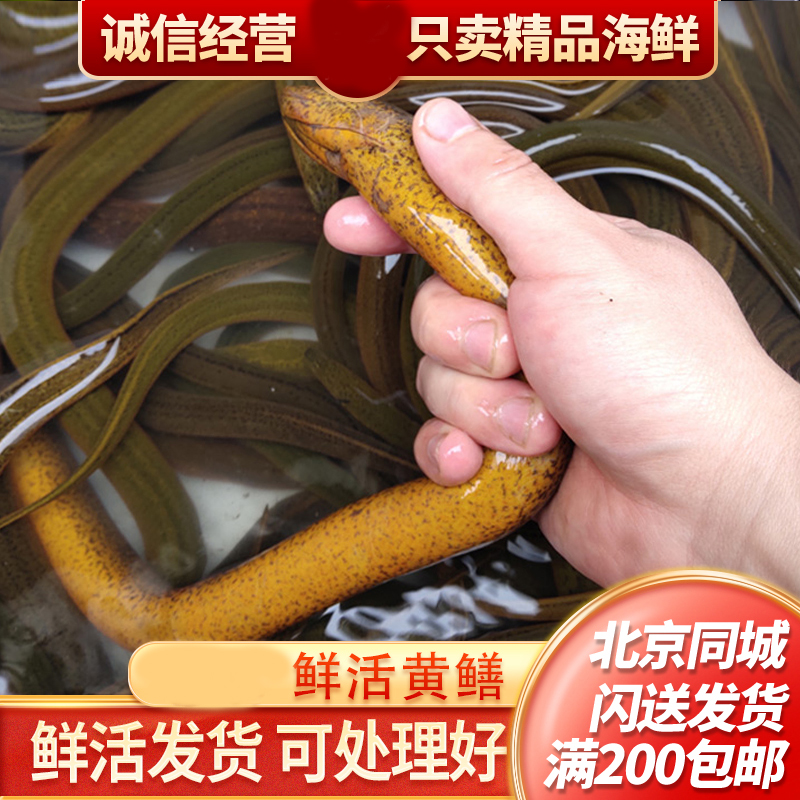 鲜活黄鳝 默认杀好发货一份一斤