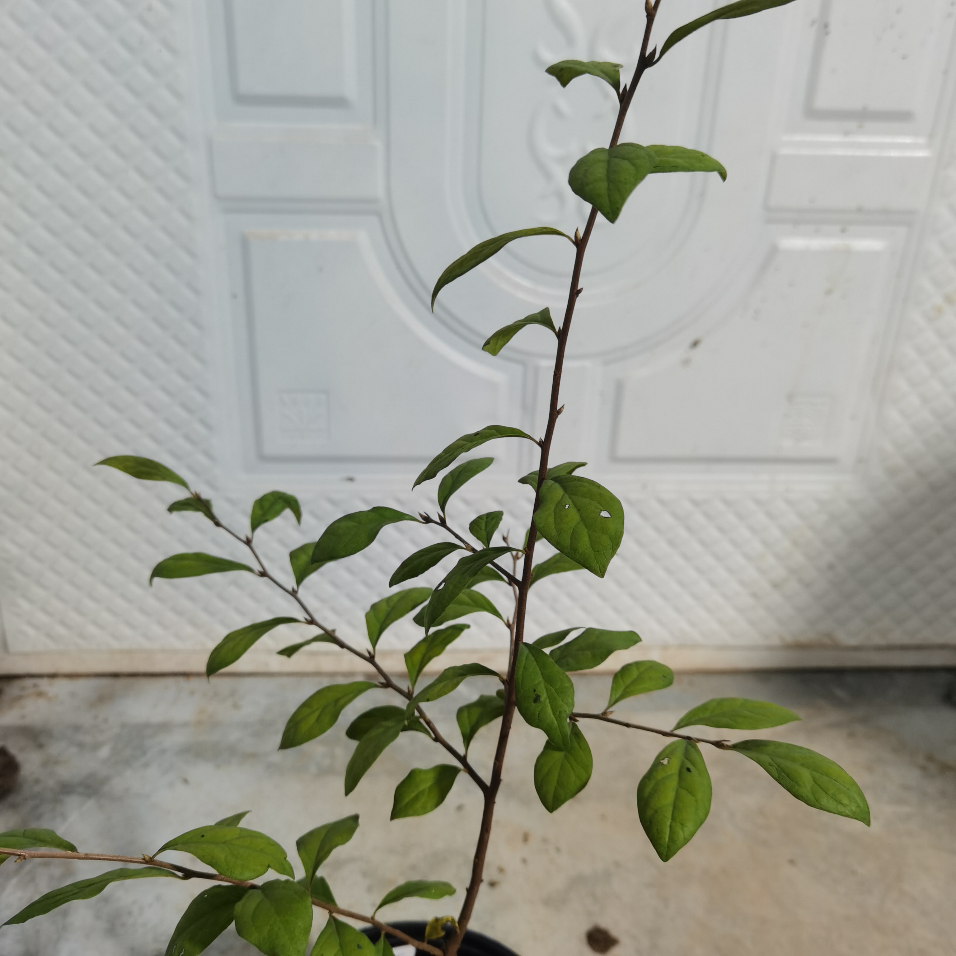 老鸦柿素材（直播间一物一拍）