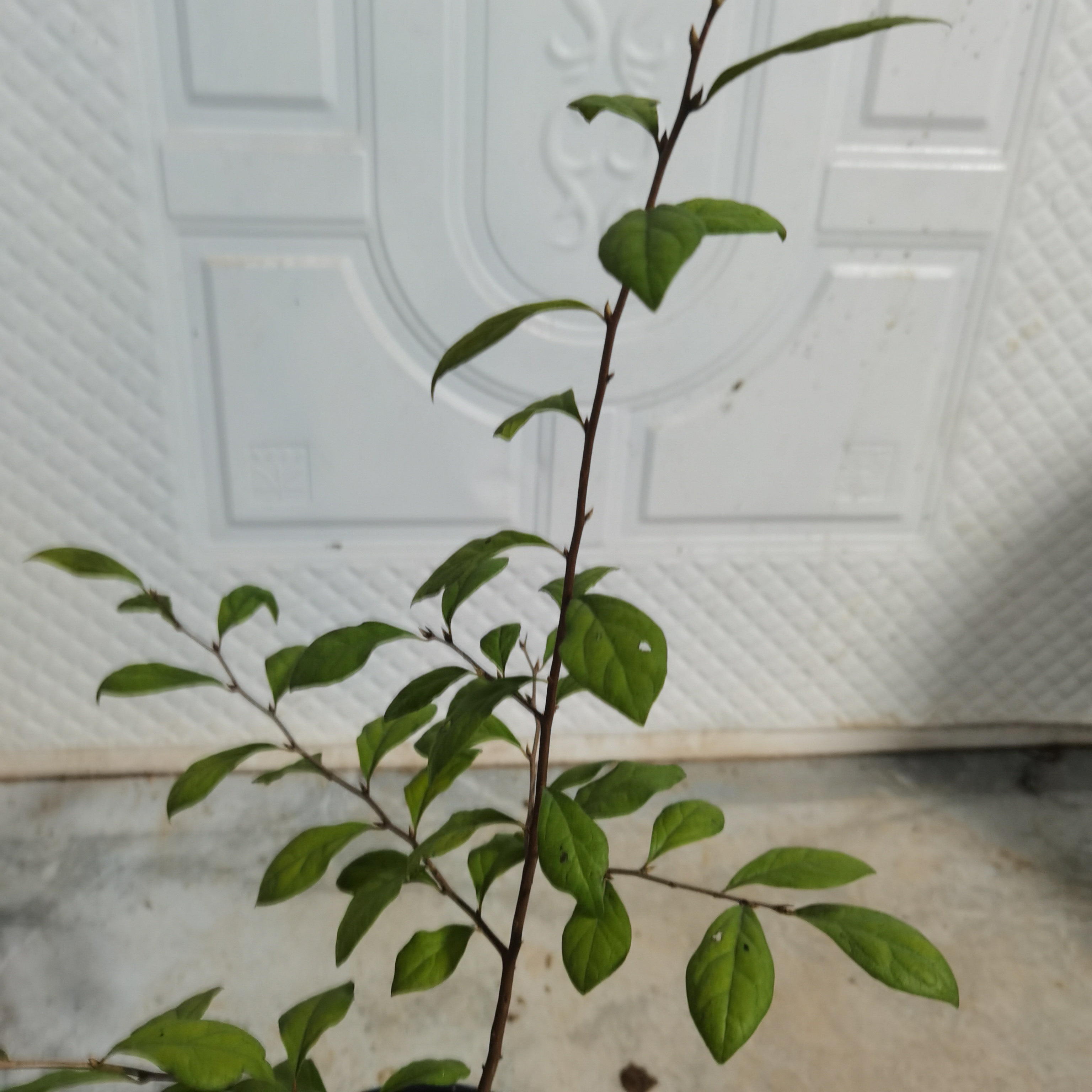 老鸦柿素材（直播间一物一拍）