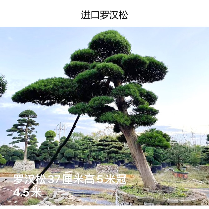 妙姐说树 红花继木 罗汉松 亮晶女贞地景树盆景植物盆栽绿植耐寒