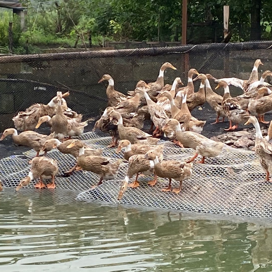 皖南土鸭 九华山活水散养 溪水放养好吃单只净重2.2斤