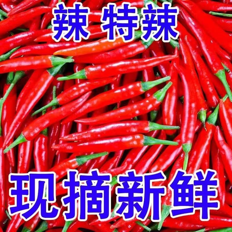 新鲜小米辣现摘现发辣椒朝天椒剁椒红辣椒超辣小米椒