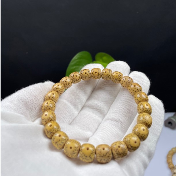 海南原生态星月菩提 黄金籽 同树同枝 月朗星稀