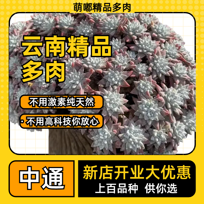 萌嘟精品多肉1号链接保温箱