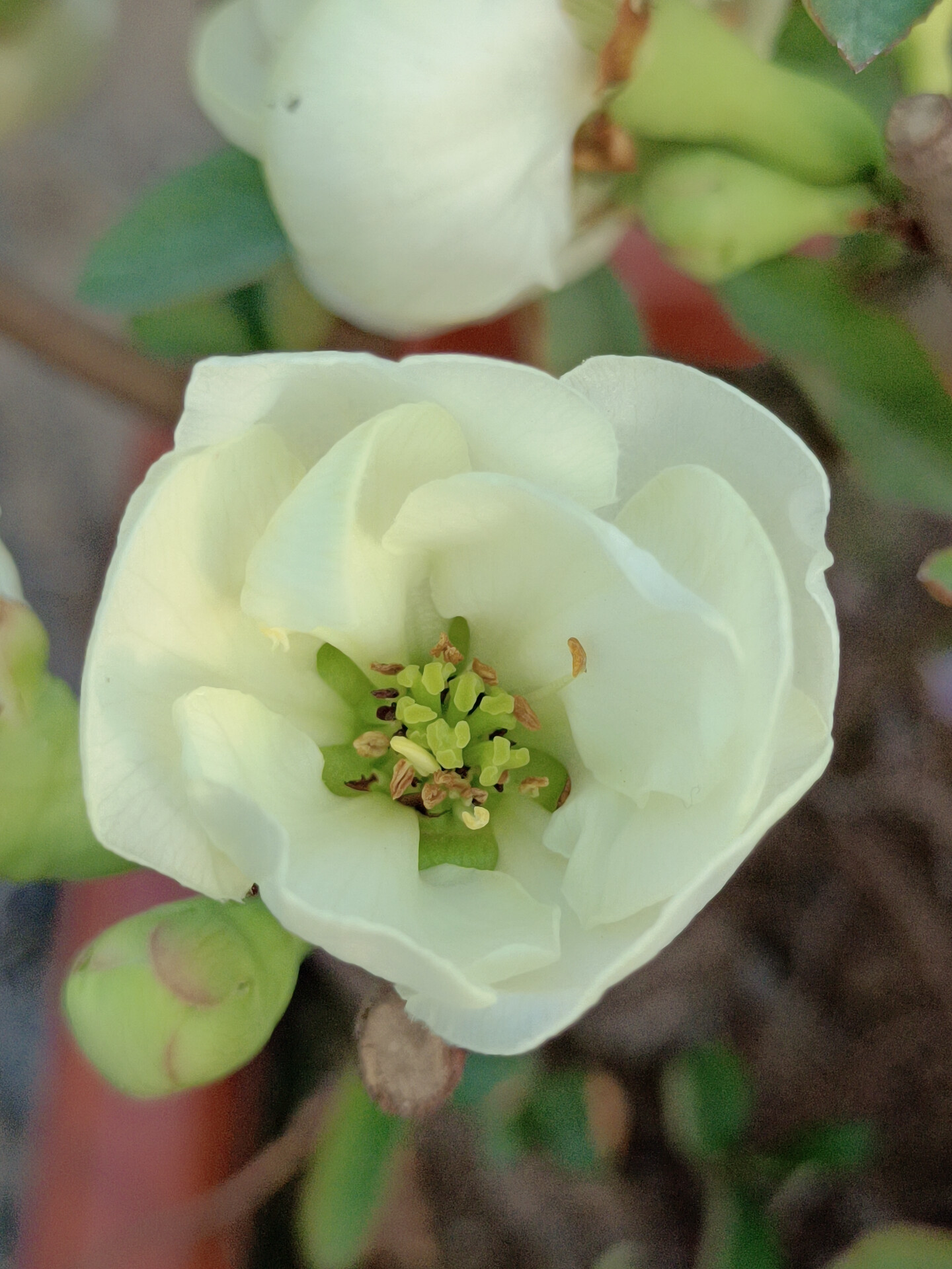 梅花海棠盆景【直播间报价拍单】