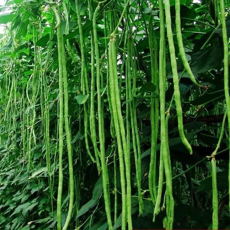 干枝梅豆角种子长豇豆无筋豆种子早熟高产四季田园庭院种植蔬菜种